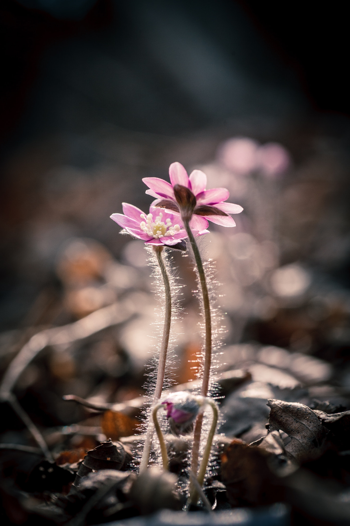Canon EOS 5D + Tamron SP AF 90mm F2.8 Di Macro sample photo. Spring is waiting you photography
