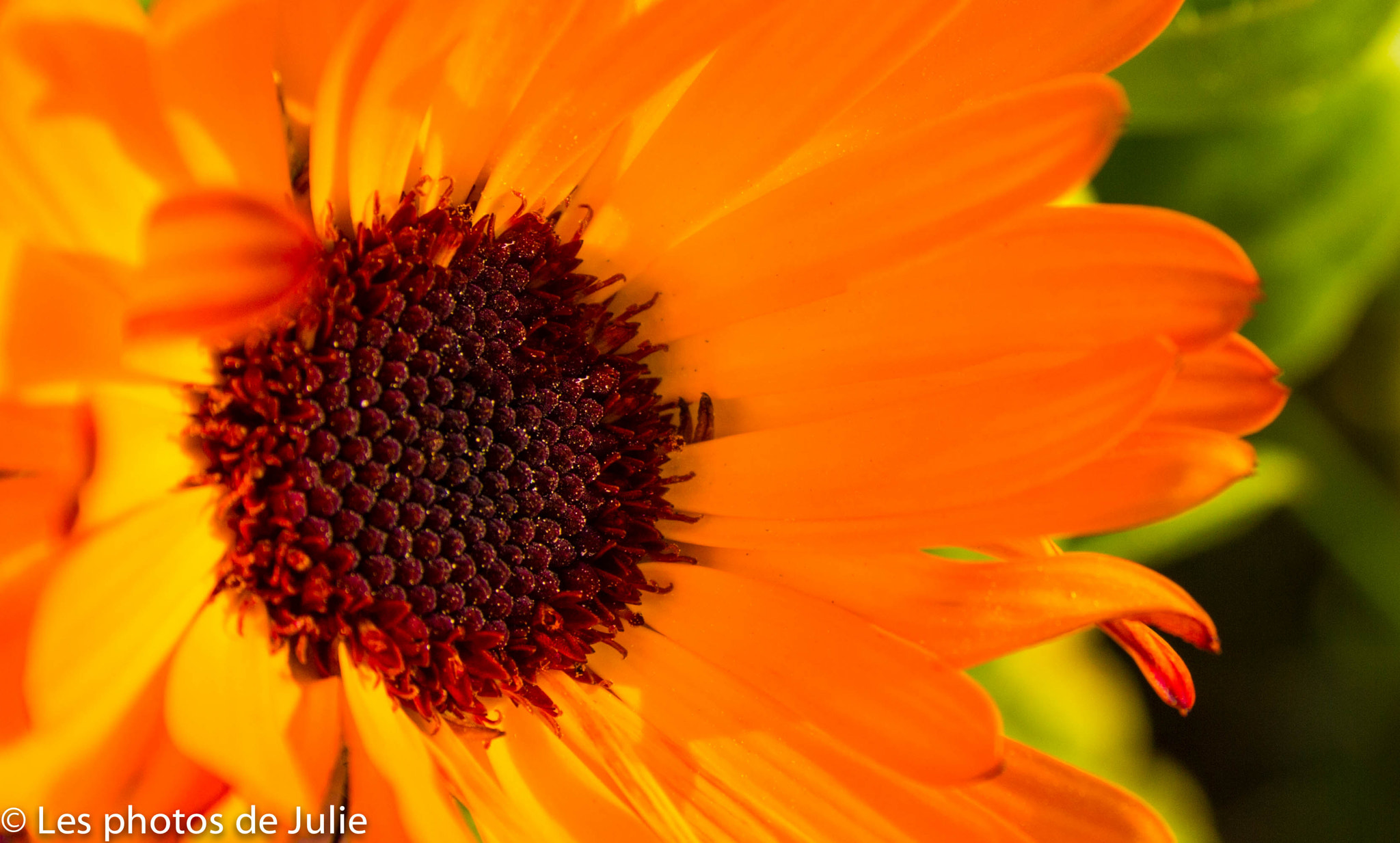 Canon EF-S 18-55mm F3.5-5.6 sample photo. Au coeur photography