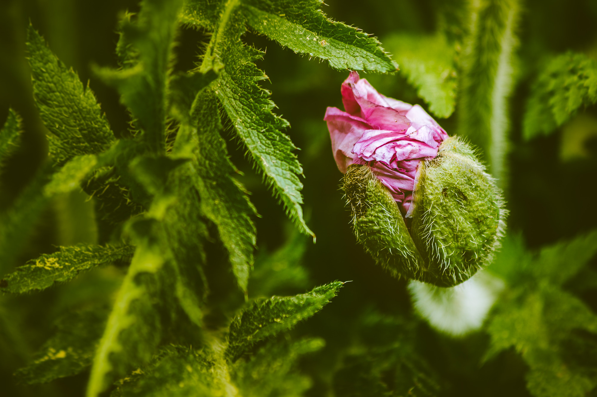 Sony 75-300mm F4.5-5.6 sample photo. Wake of a poppy flower photography