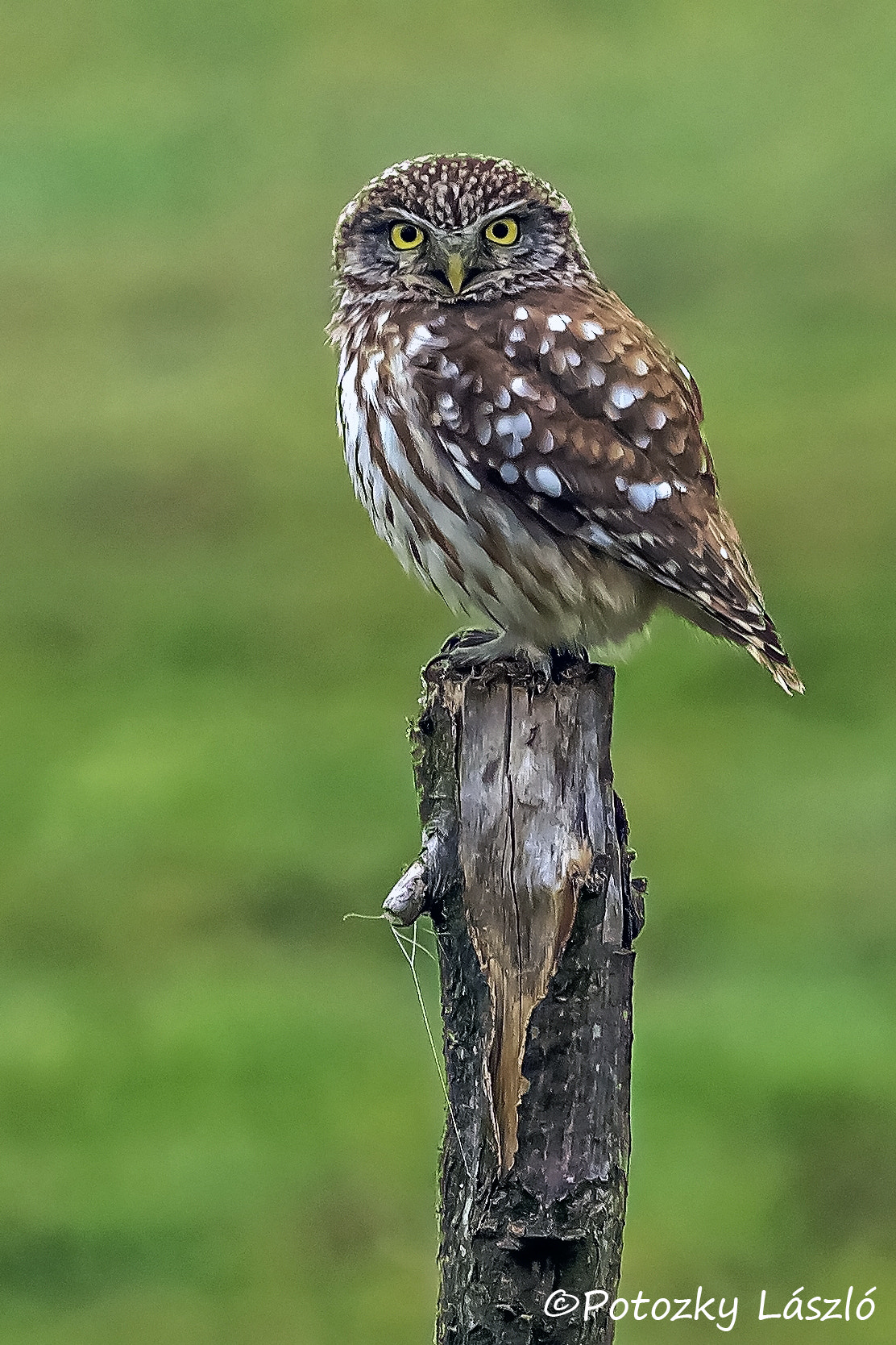 Olympus OM-D E-M1 + OLYMPUS 300mm Lens sample photo. Little owl photography