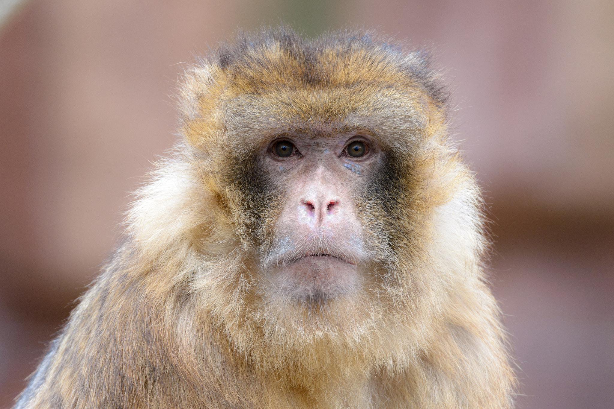 Sigma 150-600mm F5-6.3 DG OS HSM | S sample photo. Monkey photography