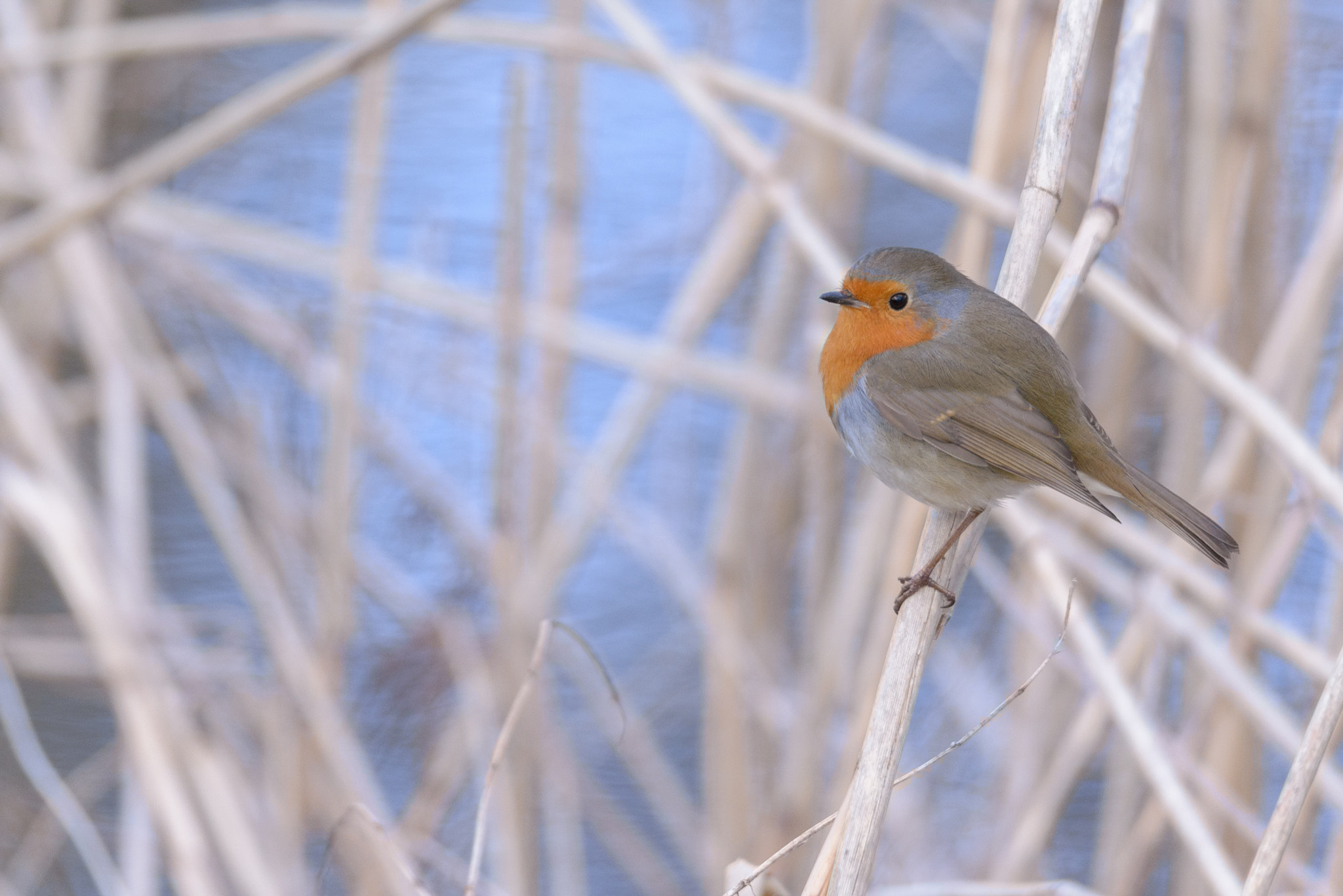 Sigma 150-600mm F5-6.3 DG OS HSM | S sample photo. Robin photography