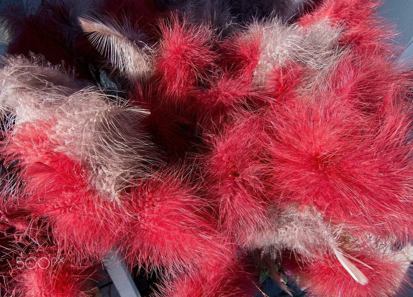 AF Zoom-Nikkor 35-70mm f/3.3-4.5 N sample photo. Red easter feathers photography