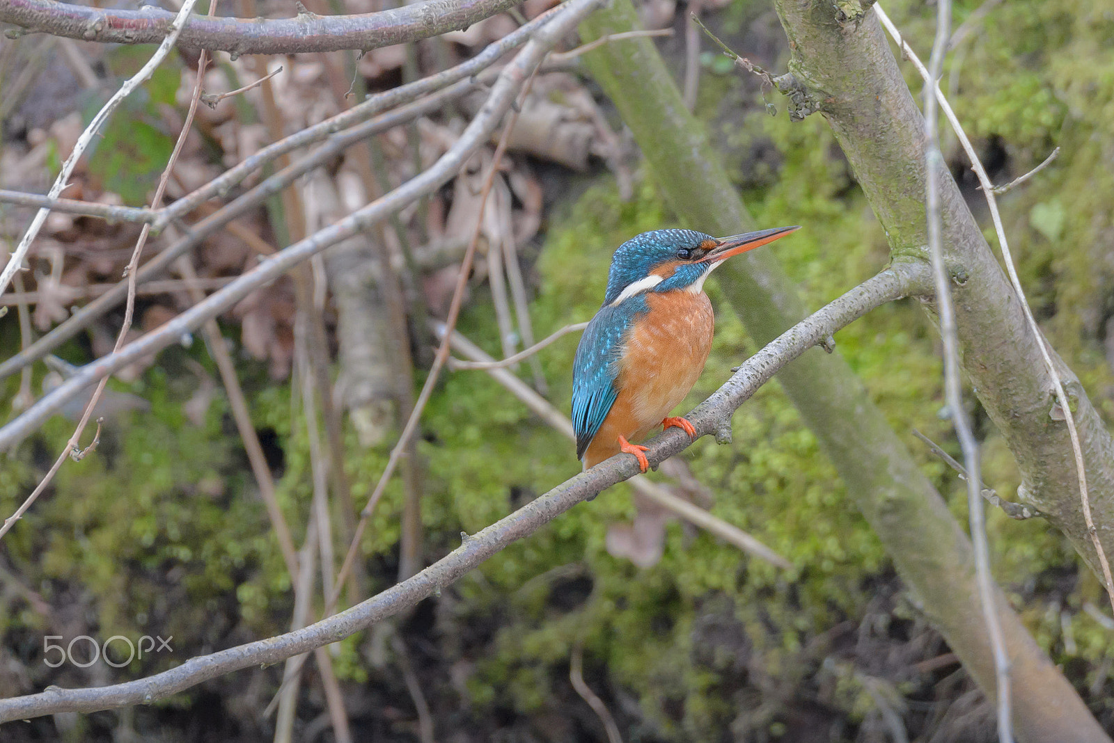 Sigma 150-600mm F5-6.3 DG OS HSM | S sample photo. Kingfisher photography