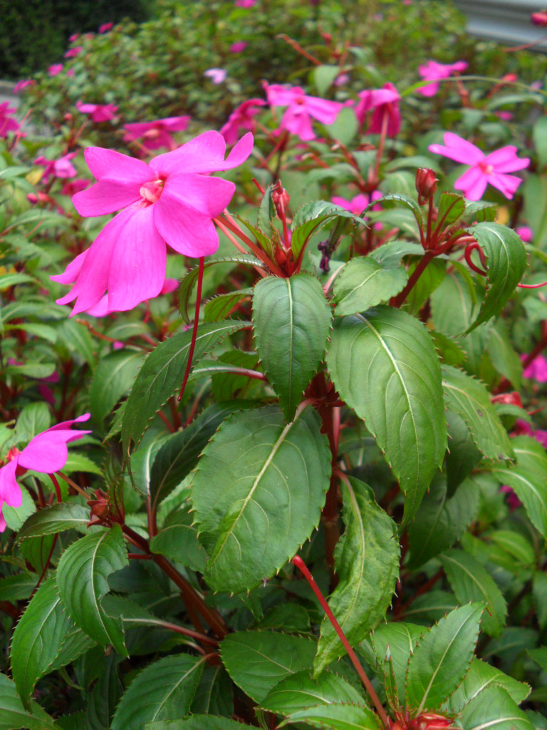 Samsung PL100 /  TL205 / VLUU PL100 /  PL101 sample photo. Flower garden photography