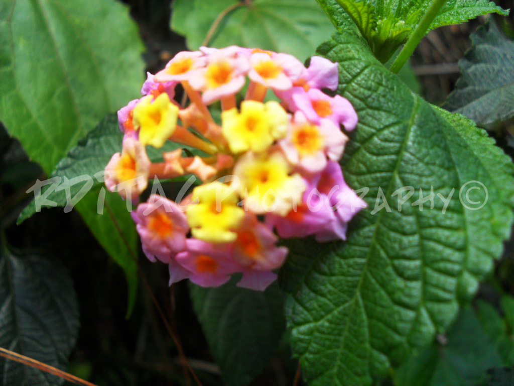 Samsung PL100 /  TL205 / VLUU PL100 /  PL101 sample photo. Blooming photography