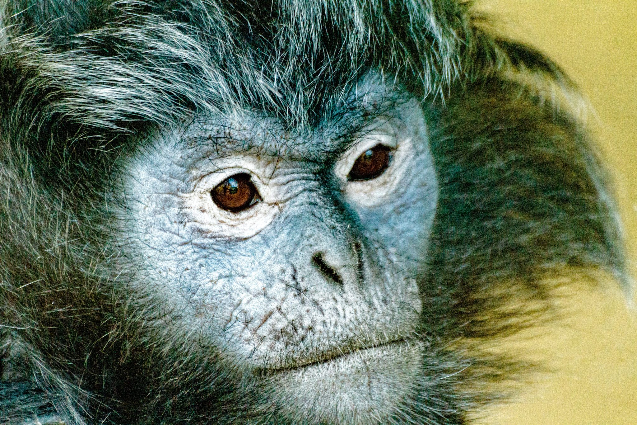 Sigma 70-300mm F4-5.6 APO DG Macro sample photo. Java monkey photography