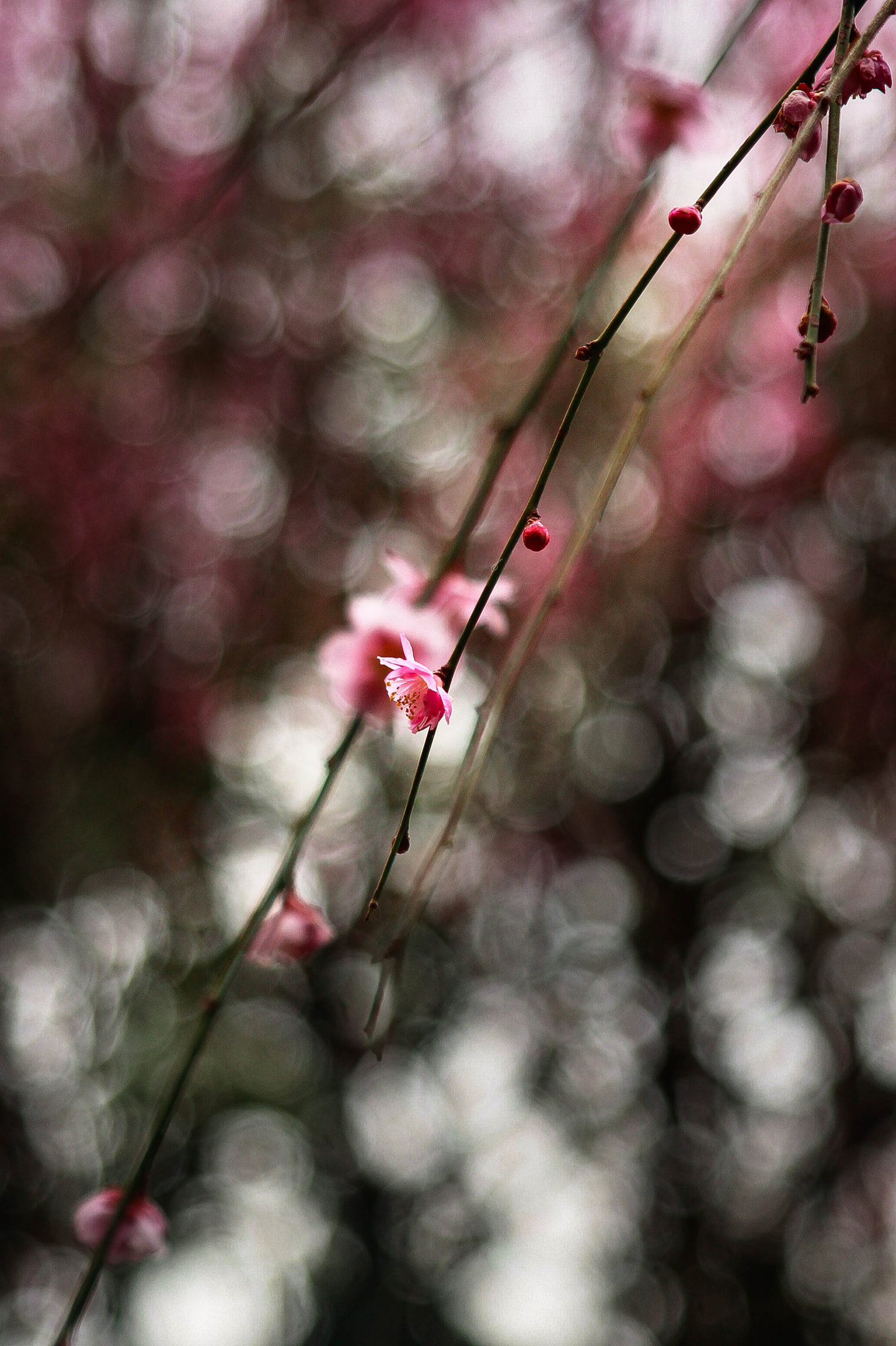 Canon EF 28-105mm f/3.5-4.5 USM sample photo. Plum in kyoto photography