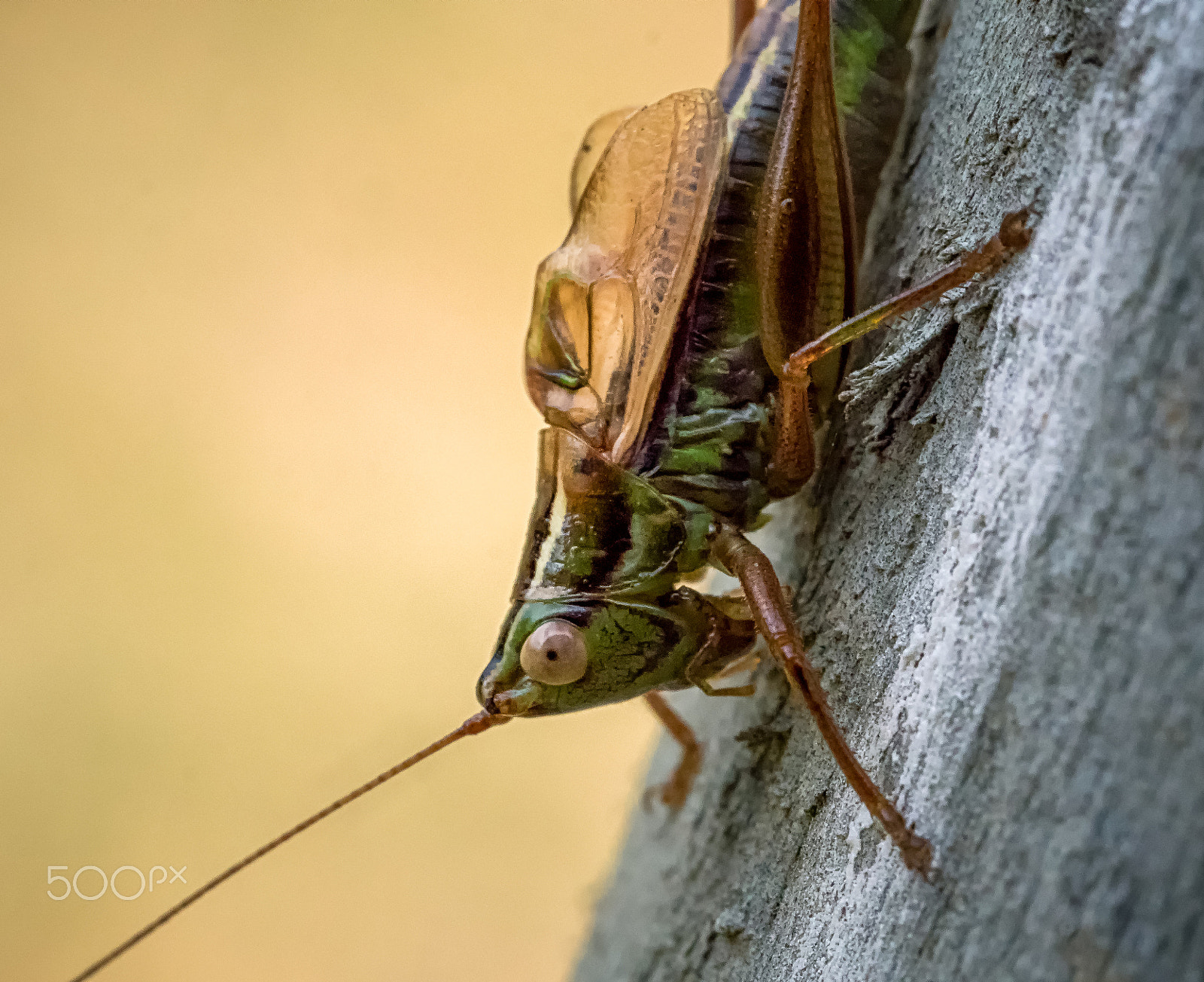 Panasonic Leica DG Macro-Elmarit 45mm F2.8 ASPH OIS sample photo. Greenish meadow katydid photography