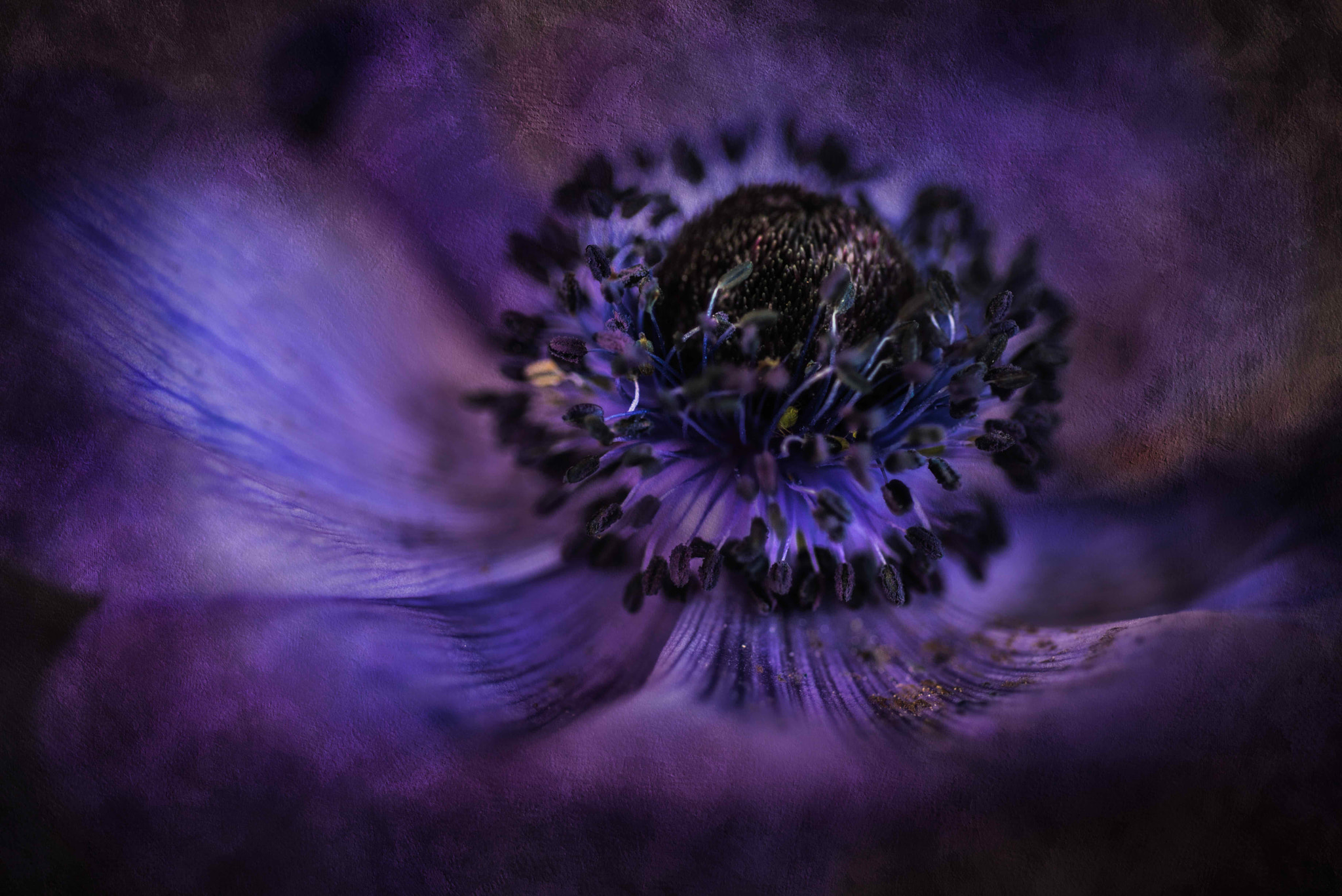 Nikon D810 + Nikon AF Micro-Nikkor 60mm F2.8D sample photo. ©yasmin simpson photography