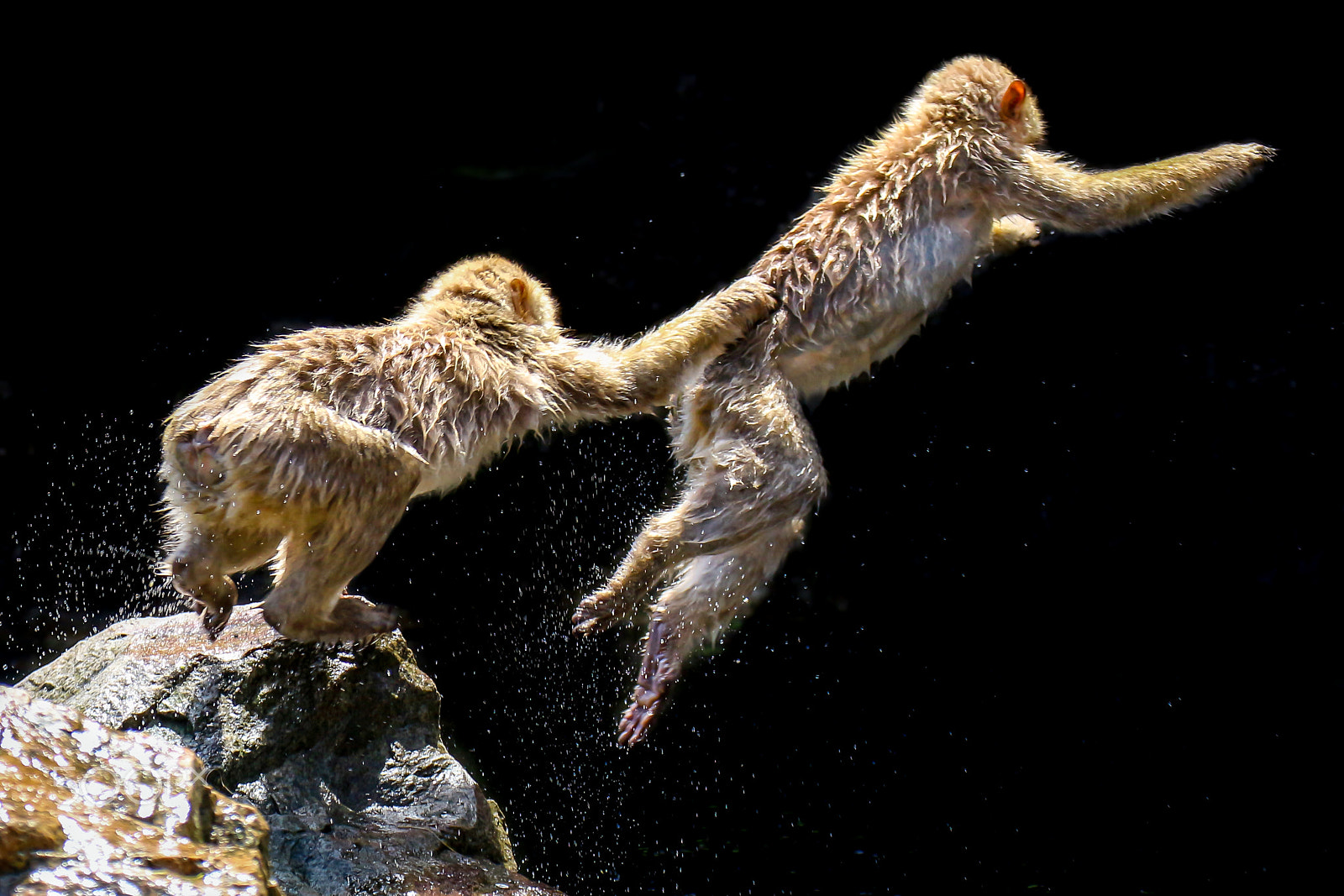 Canon EF 70-300mm F4-5.6L IS USM sample photo. Playing monkeys photography