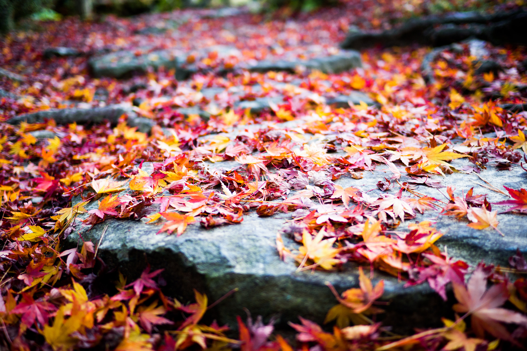 Olympus OM-D E-M10 + Panasonic Lumix G 20mm F1.7 ASPH sample photo. Fallen autumn leaves photography