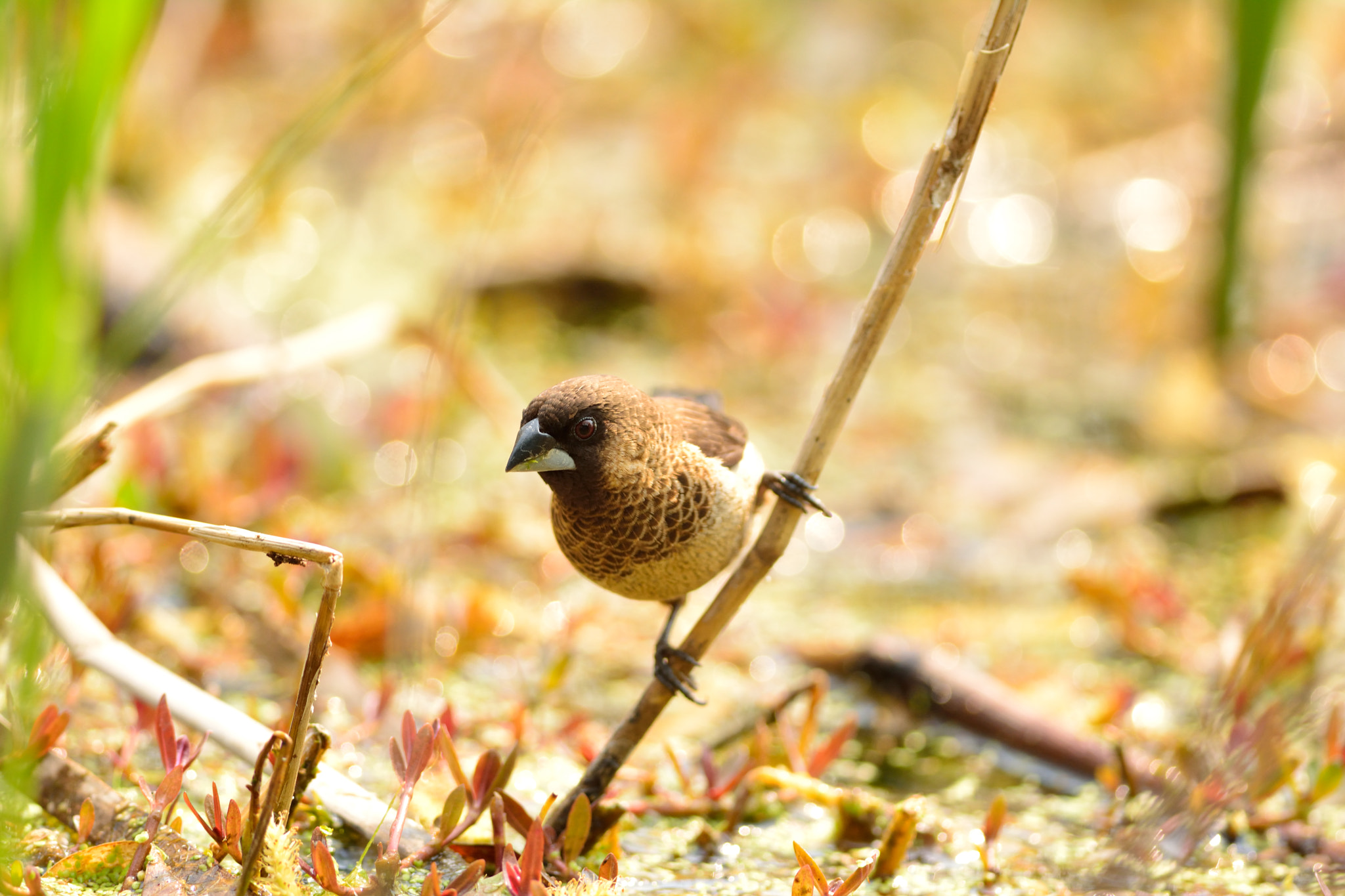 Nikon D5200 + Nikon AF-S Nikkor 300mm F4D ED-IF sample photo. Bird photography