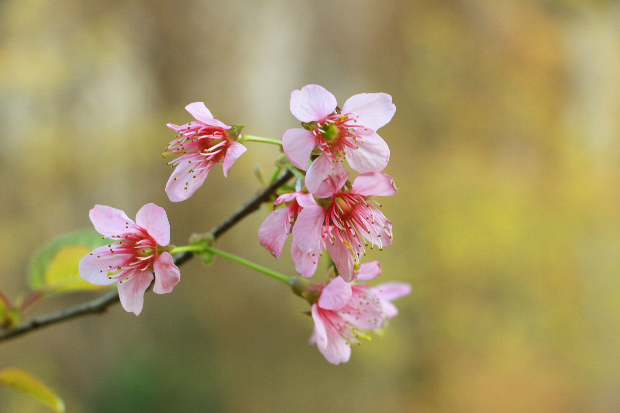 Canon EF 70-200mm F2.8L IS USM sample photo. 那些花儿 photography