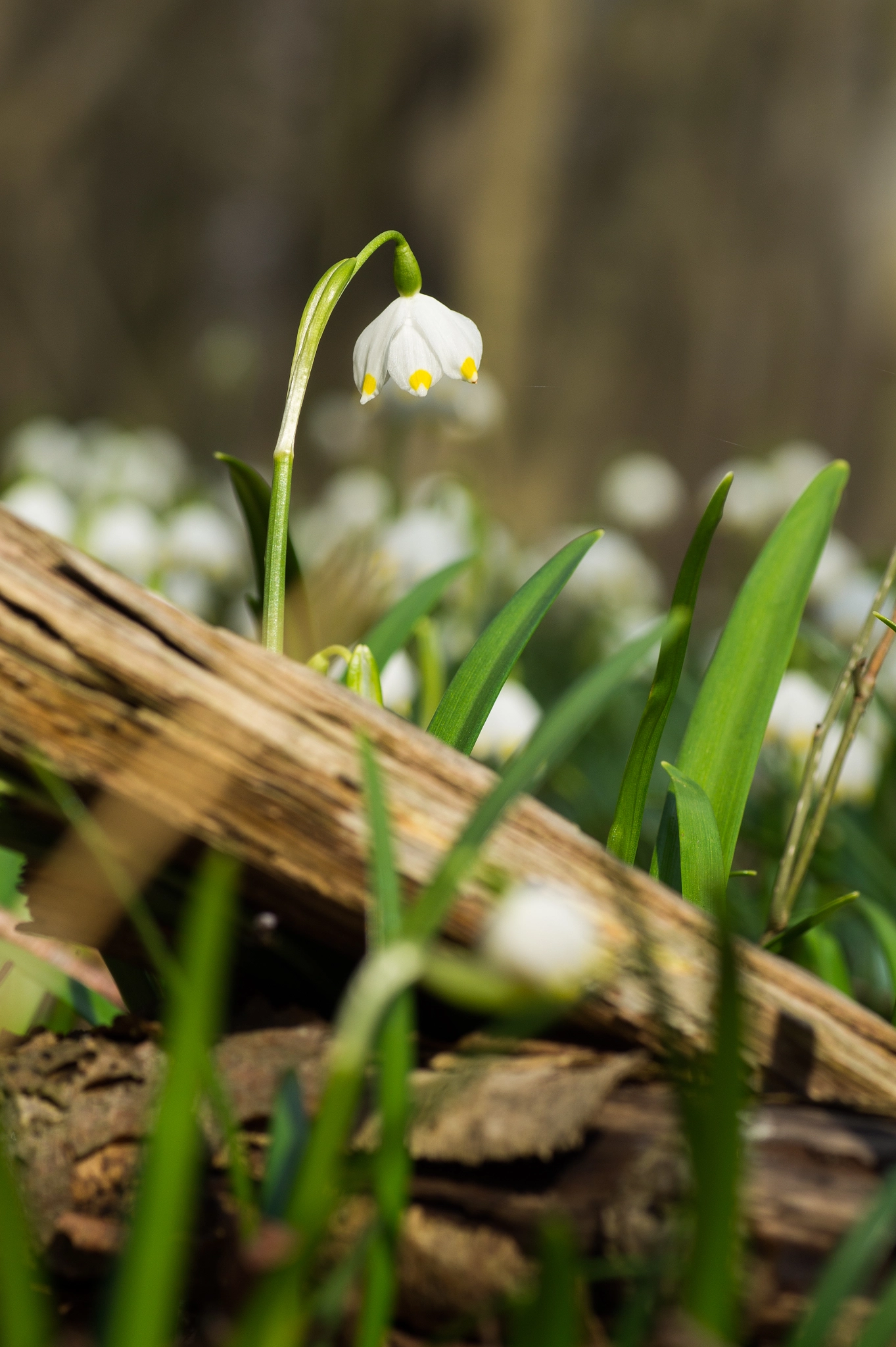 Sony SLT-A58 + Minolta AF 100mm F2.8 Macro [New] sample photo. Spring snowflake photography