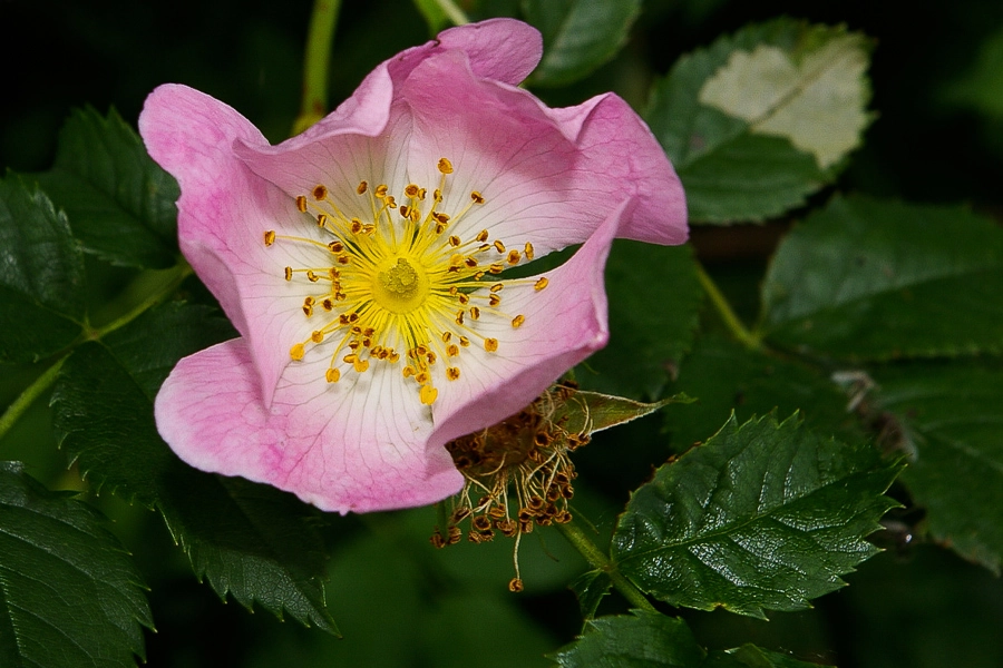 Pentax *ist DS sample photo. Little stars photography