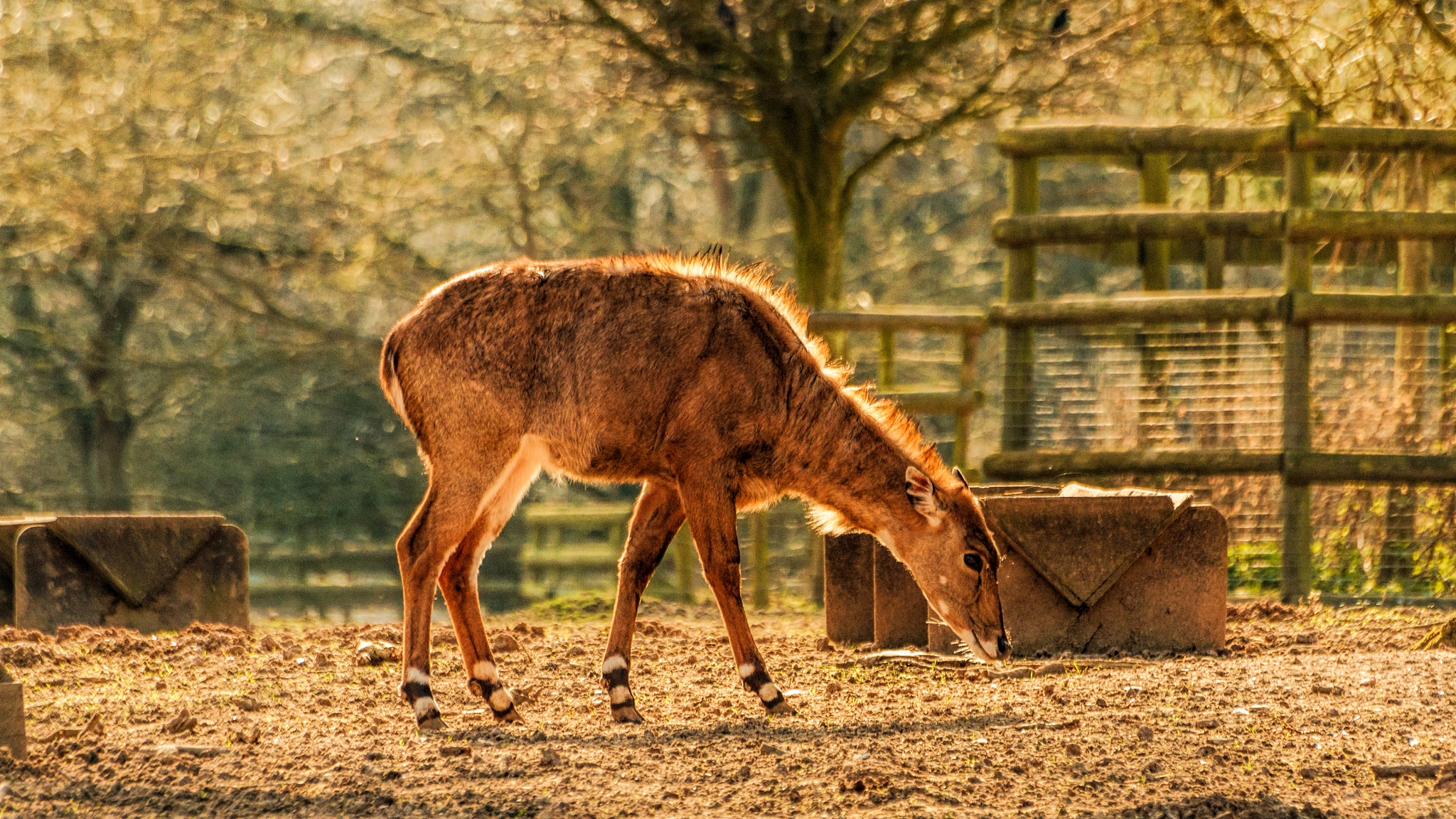 Sigma 70-300mm F4-5.6 APO DG Macro sample photo. Deer photography