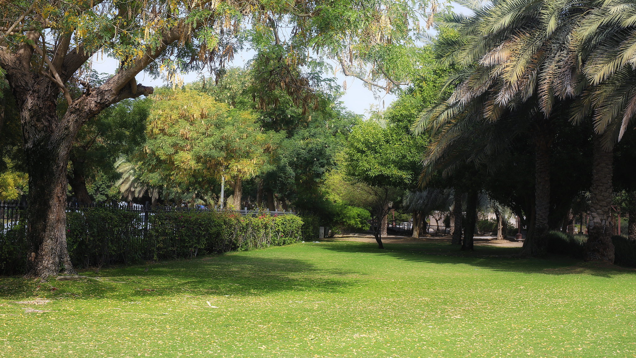 Canon 50mm sample photo