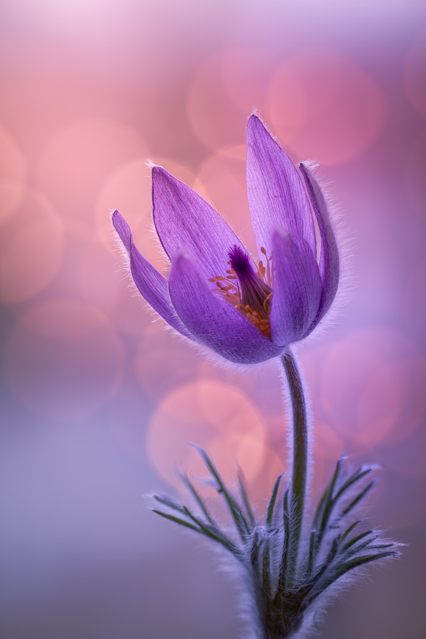 100mm F2.8 G SSM OSS sample photo. Happy easter :) photography