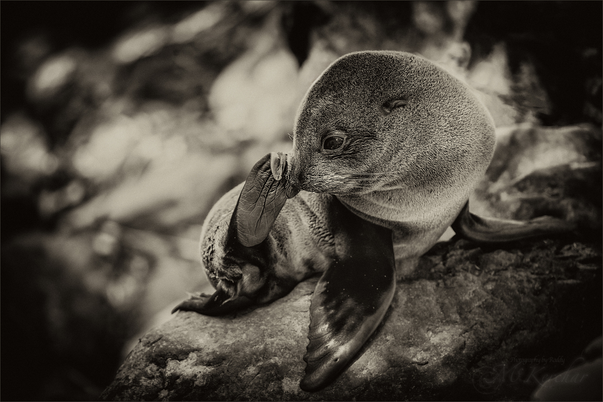Canon EF 200-400mm F4L IS USM Extender 1.4x sample photo. Fur seal pup scratching photography