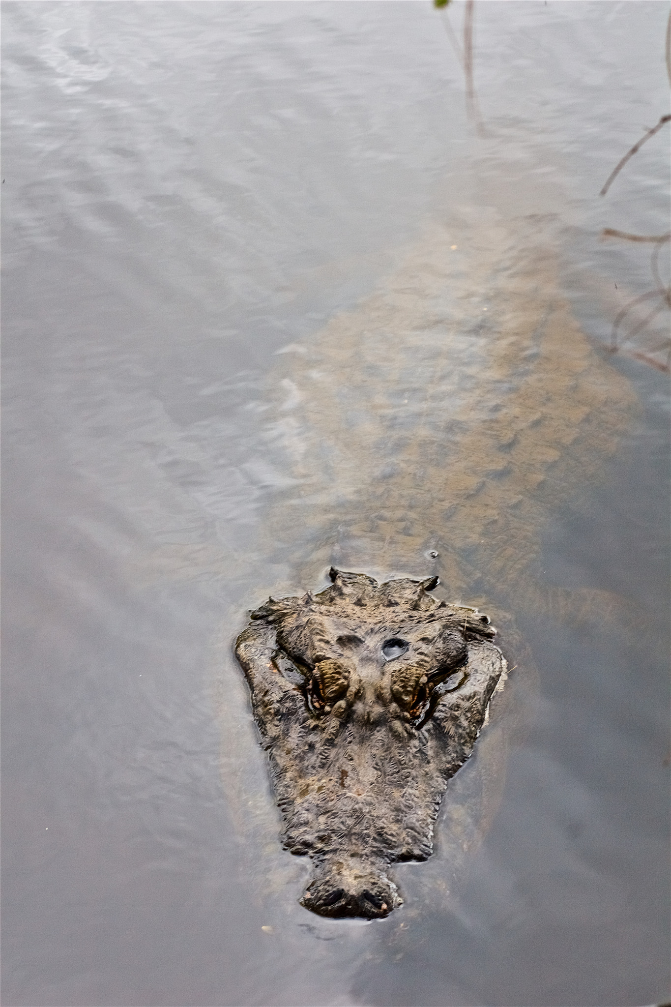 Canon EOS 30D + Canon EF 85mm F1.8 USM sample photo. American alligator photography