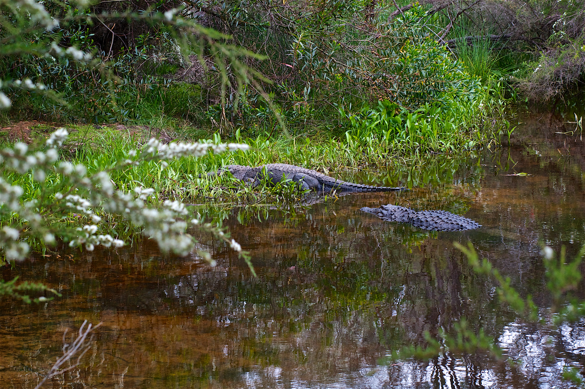 Canon EOS 30D + Canon EF 85mm F1.8 USM sample photo. American alligators photography