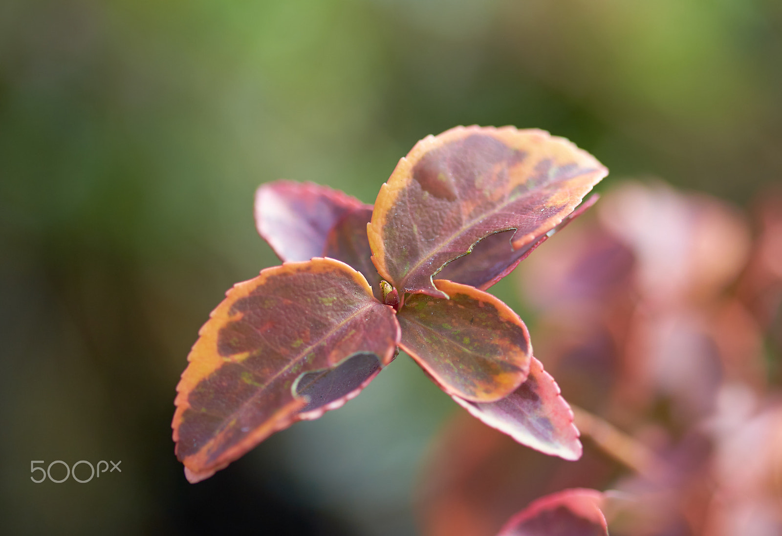 Canon EOS 6D + Canon EF 100mm F2.8 Macro USM sample photo. Plant - nibbled leaf photography