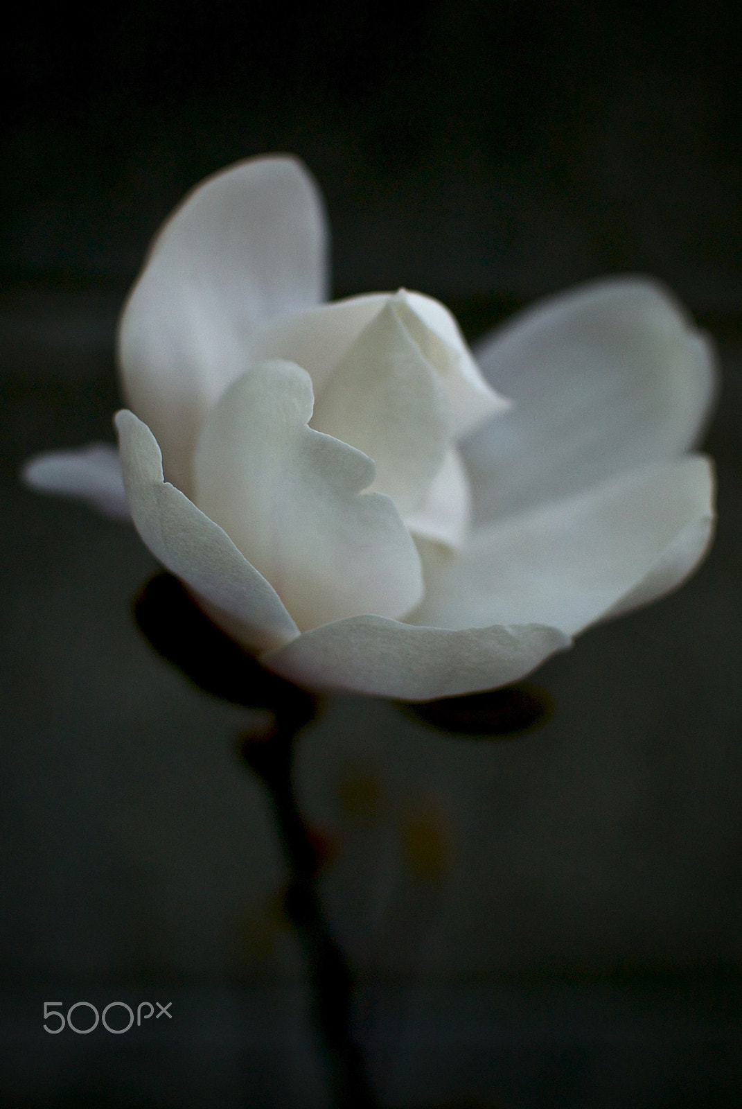 Nikon 1 J2 + Nikon 1 Nikkor 18.5mm F1.8 sample photo. Magnolia photography