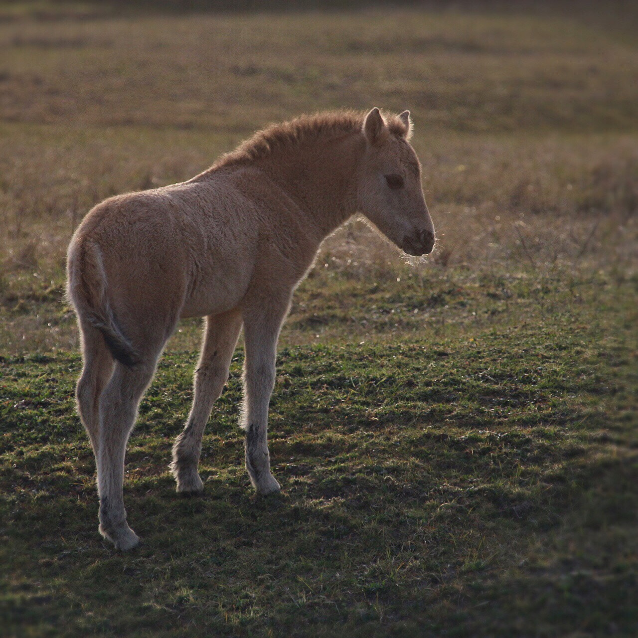 Canon EF 100-400mm F4.5-5.6L IS USM sample photo. Colt in the late afternoon sun photography