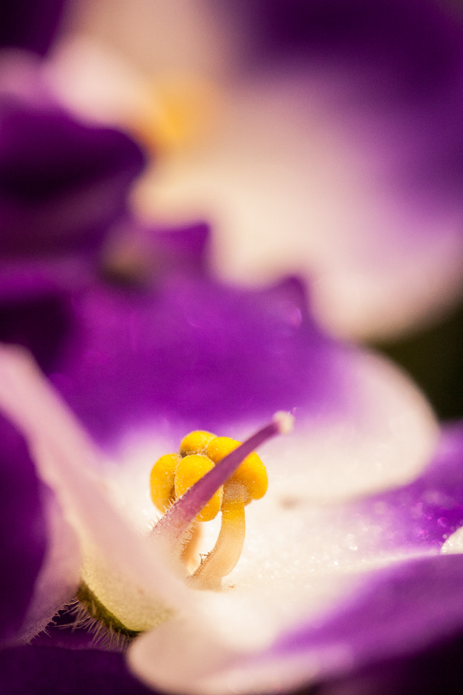 Canon EOS 40D + Canon EF 100mm F2.8L Macro IS USM sample photo. Violet photography