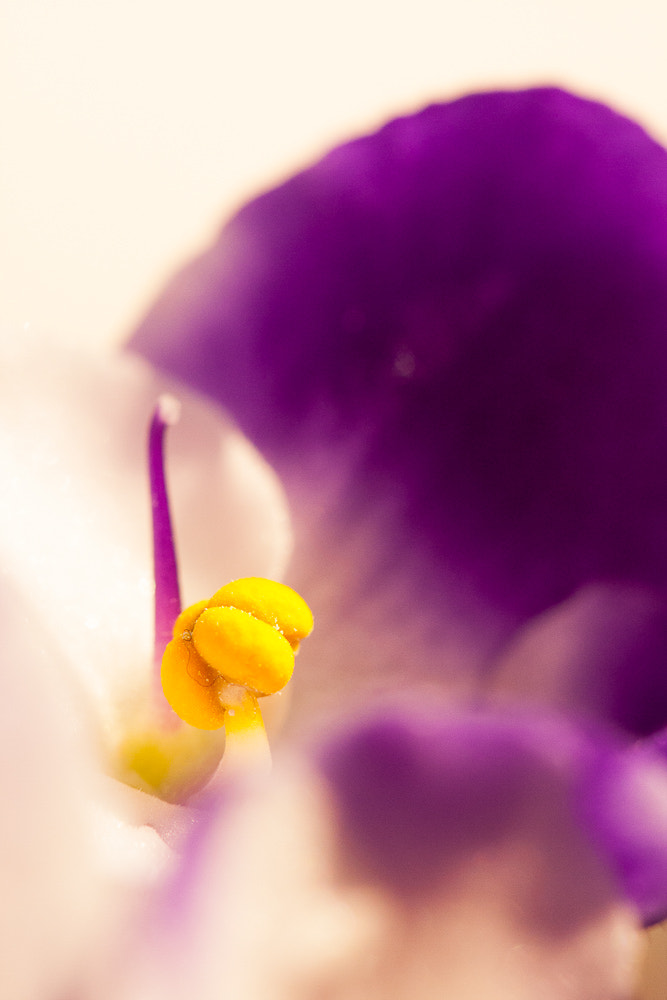 Canon EOS 40D + Canon EF 100mm F2.8L Macro IS USM sample photo. Violet photography