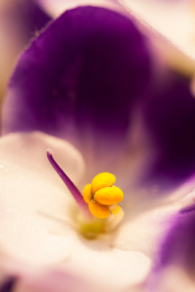 Canon EOS 40D + Canon EF 100mm F2.8L Macro IS USM sample photo. Violet photography