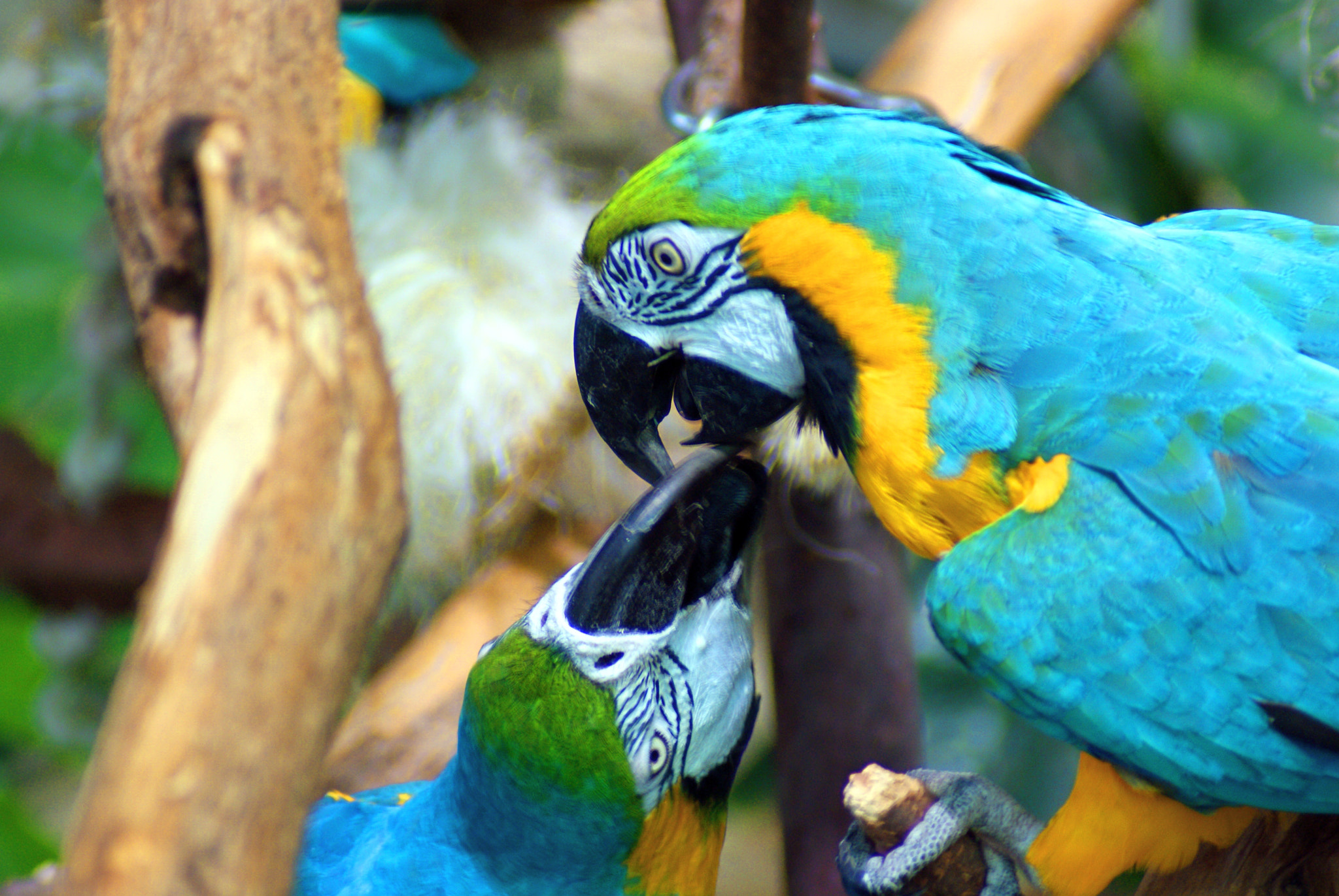 Sony Alpha DSLR-A300 sample photo. Romance photography