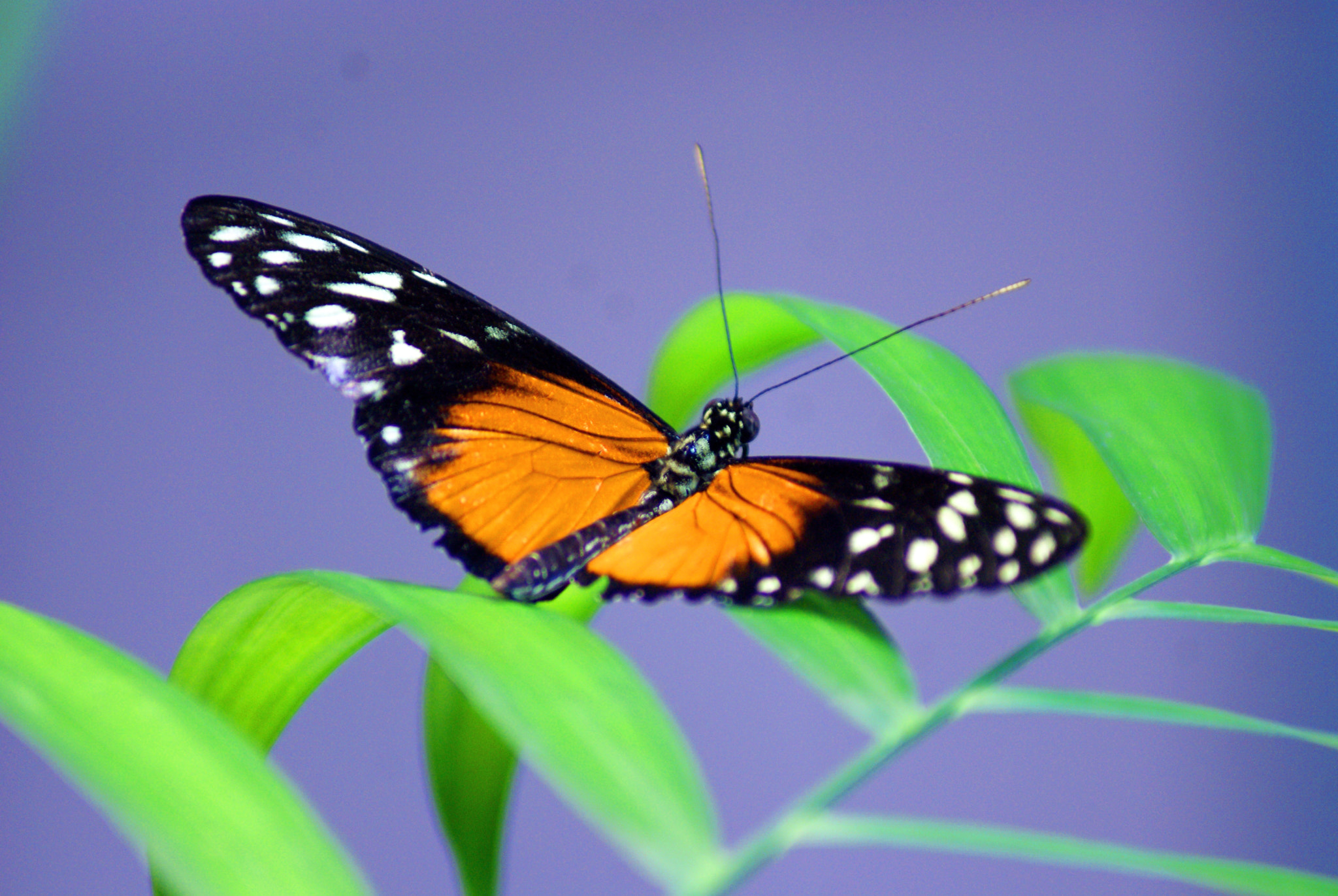 Sony Alpha DSLR-A300 sample photo. Butterfly photography