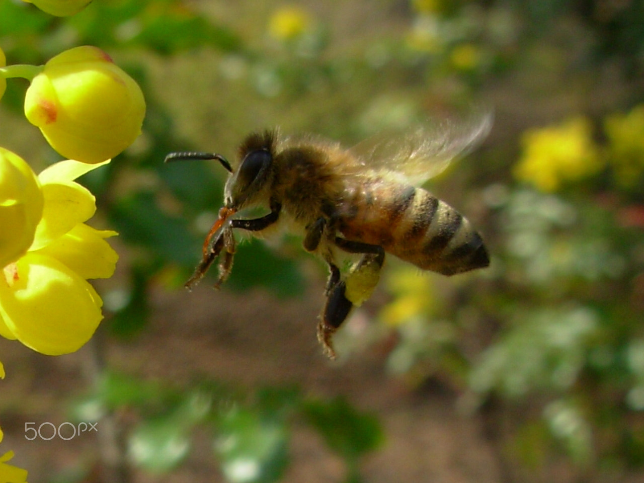 Nikon COOLPIX L1 sample photo. Flying bee photography