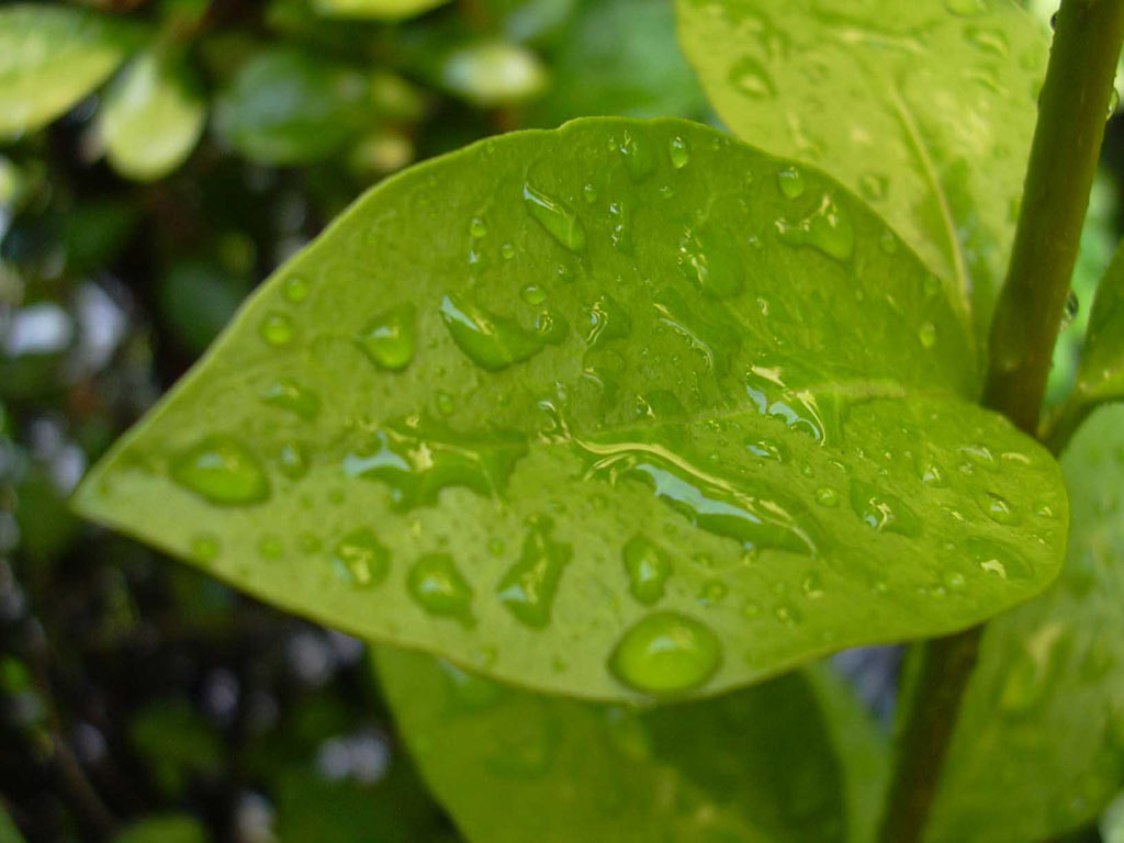 Nikon E2000 sample photo. Nature photography