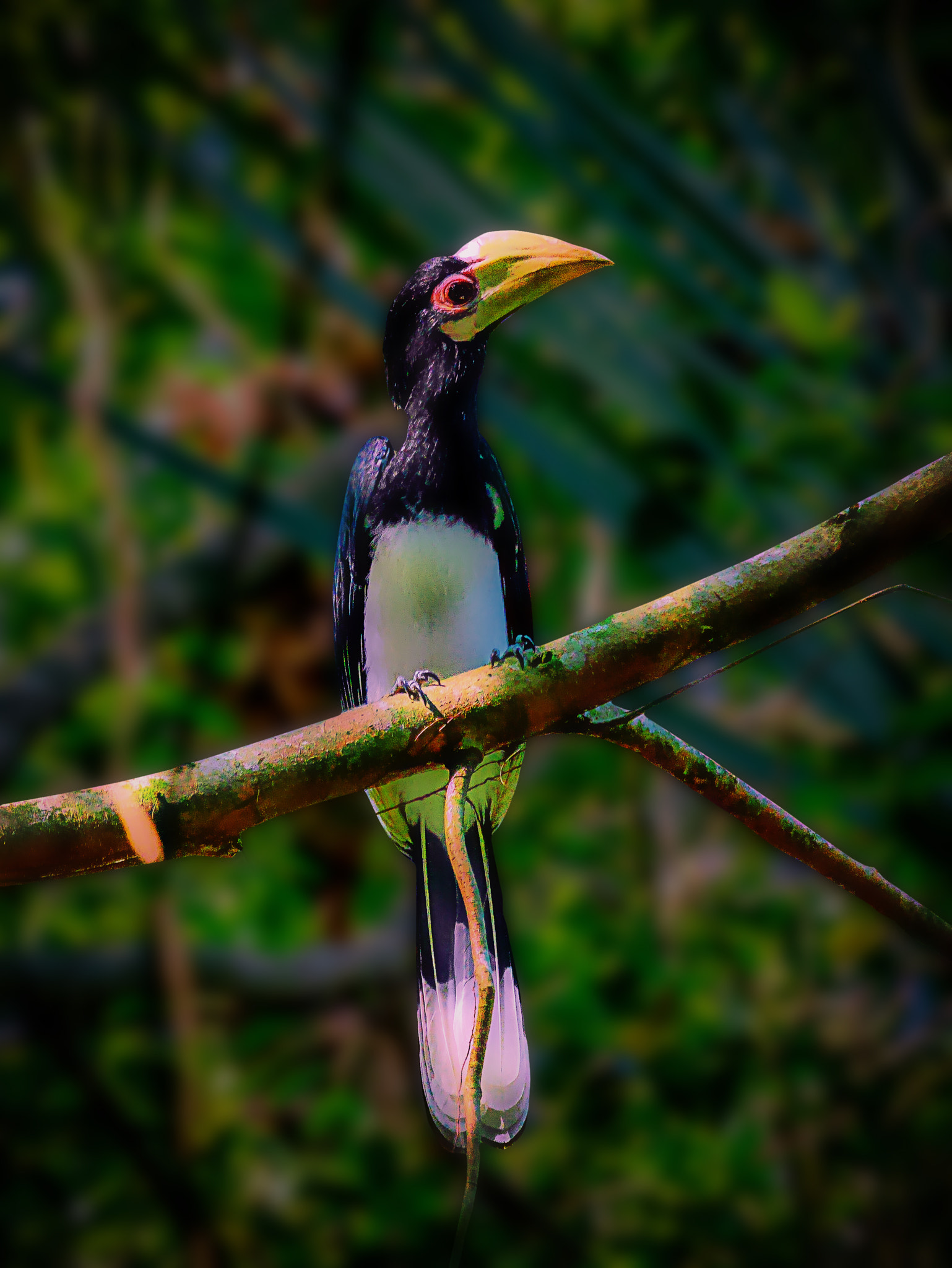 Panasonic Lumix DMC-GM1 sample photo. Hornbill photography