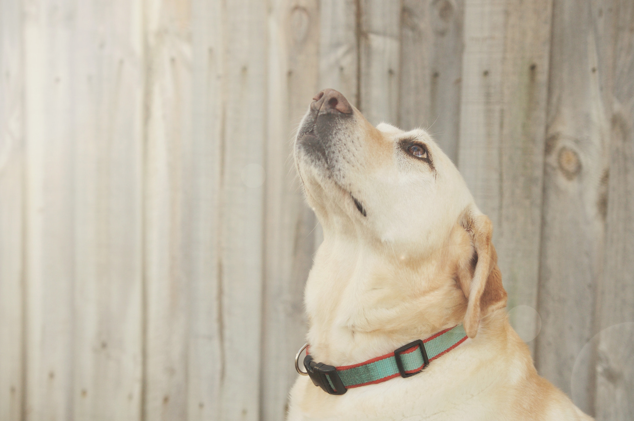 Sigma 18-35mm f/1.8 DC HSM sample photo. || lilly loves her person || photography