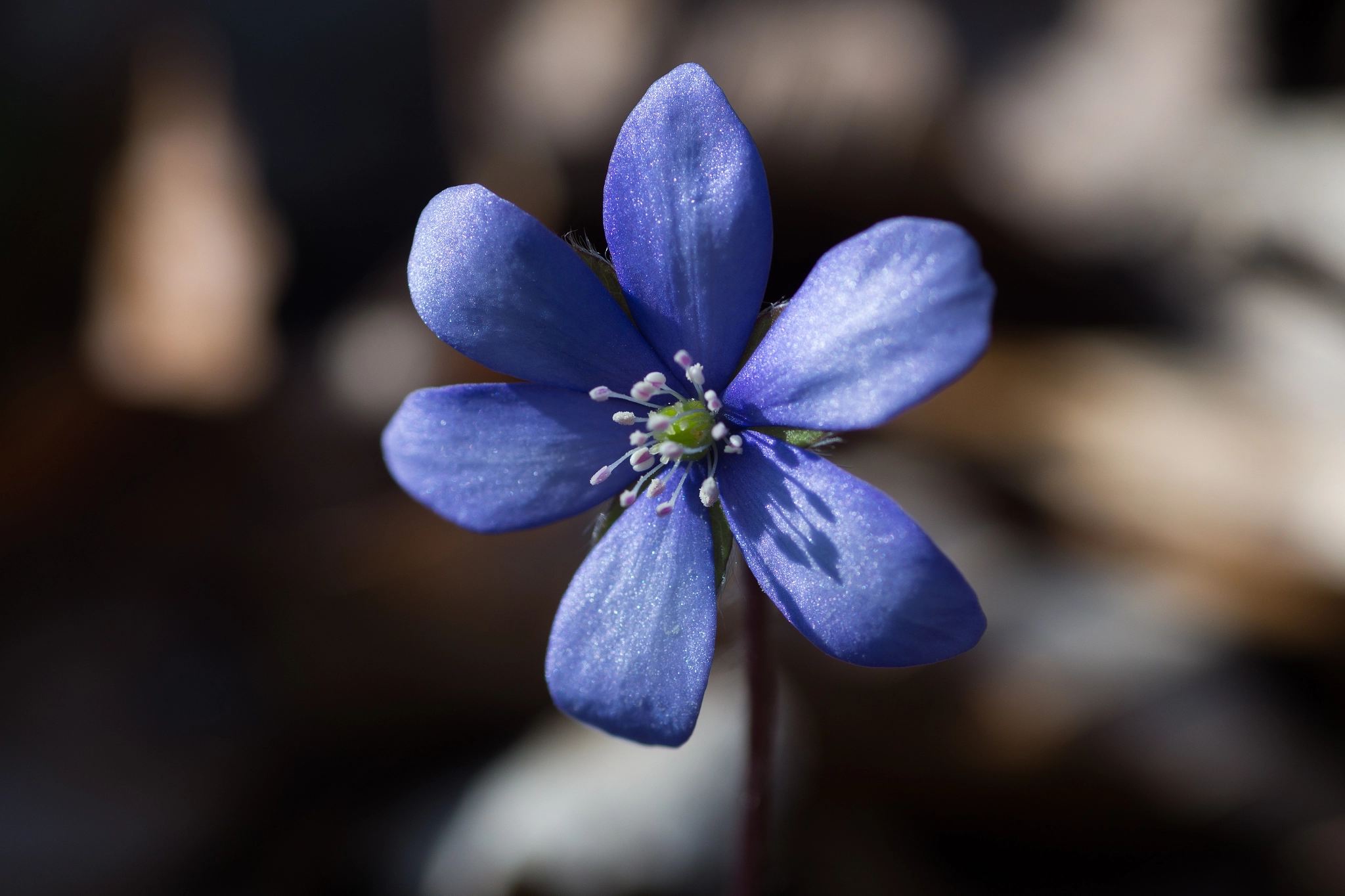 Sony SLT-A58 + Minolta AF 100mm F2.8 Macro [New] sample photo. Common hepatica photography