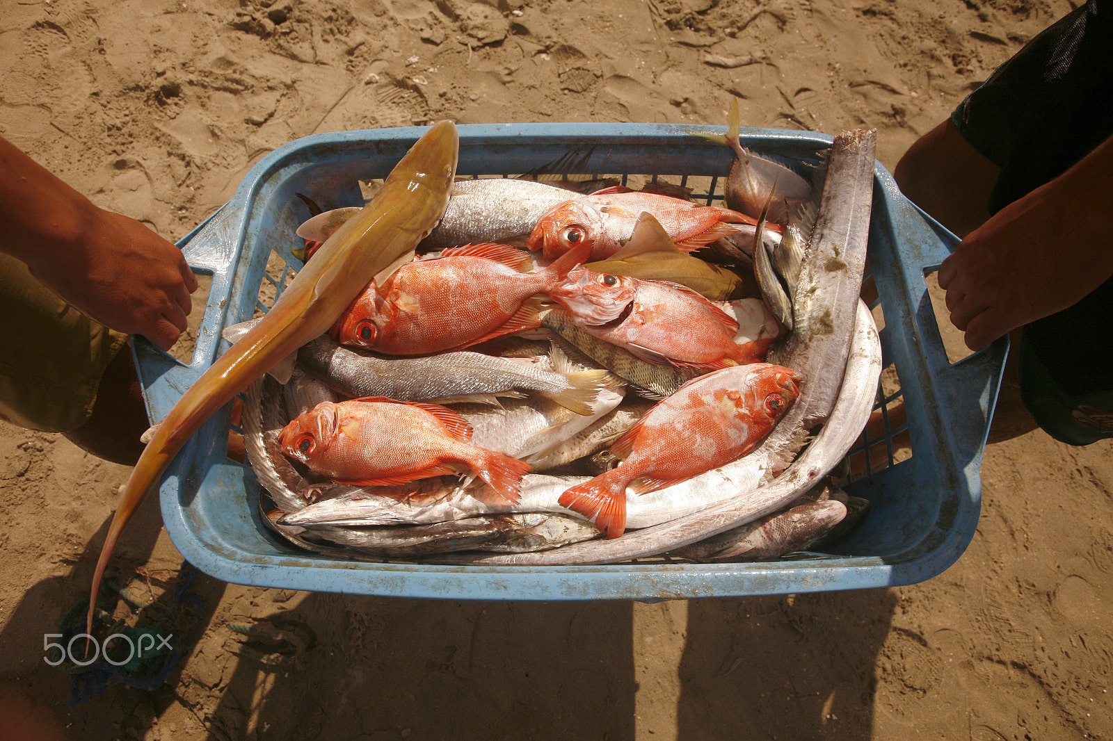 Canon EOS 5D + Canon EF 16-35mm F2.8L USM sample photo. South america venezuela isla margatita juangriego fish market photography