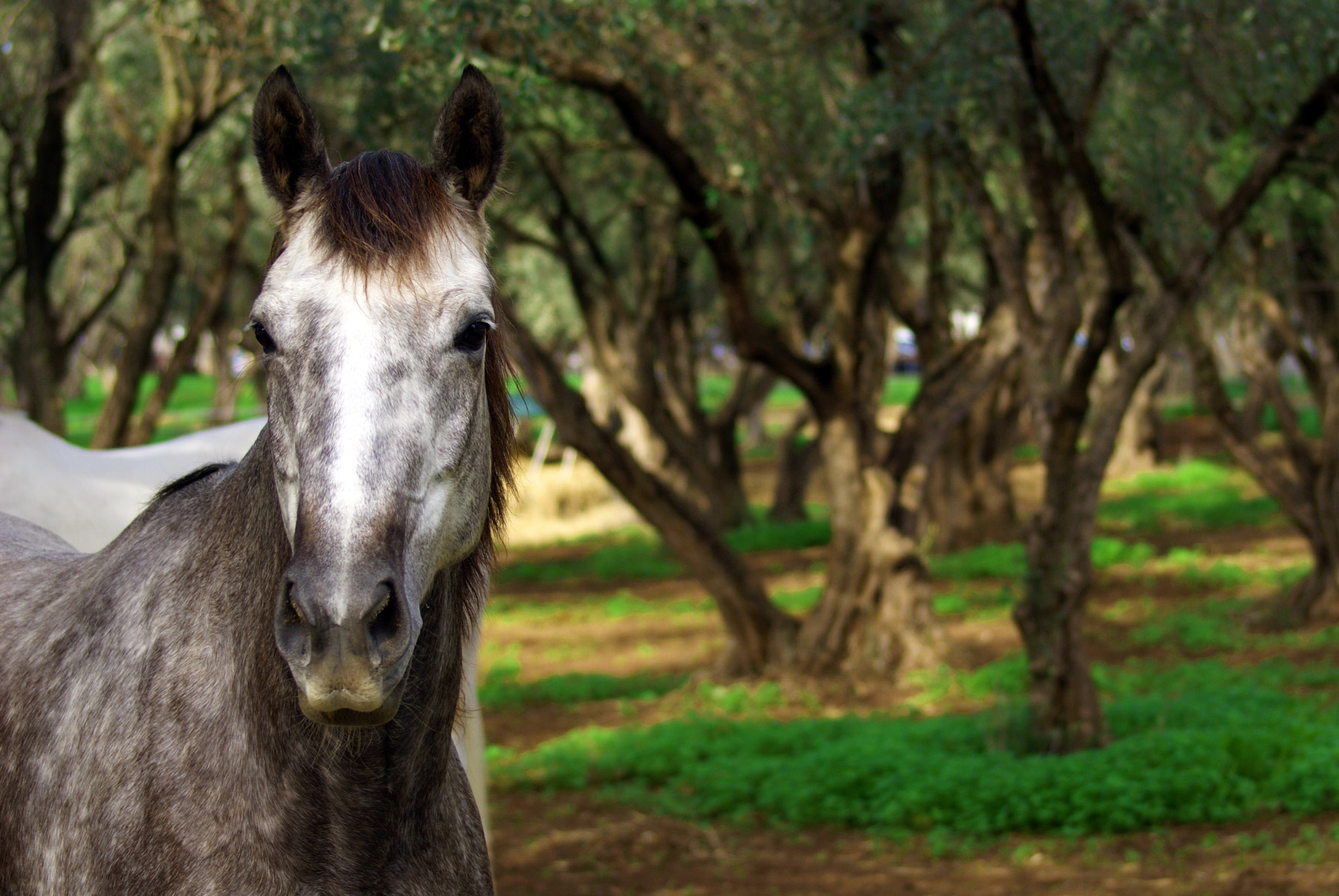 Sony Alpha DSLR-A300 sample photo. Horse photography