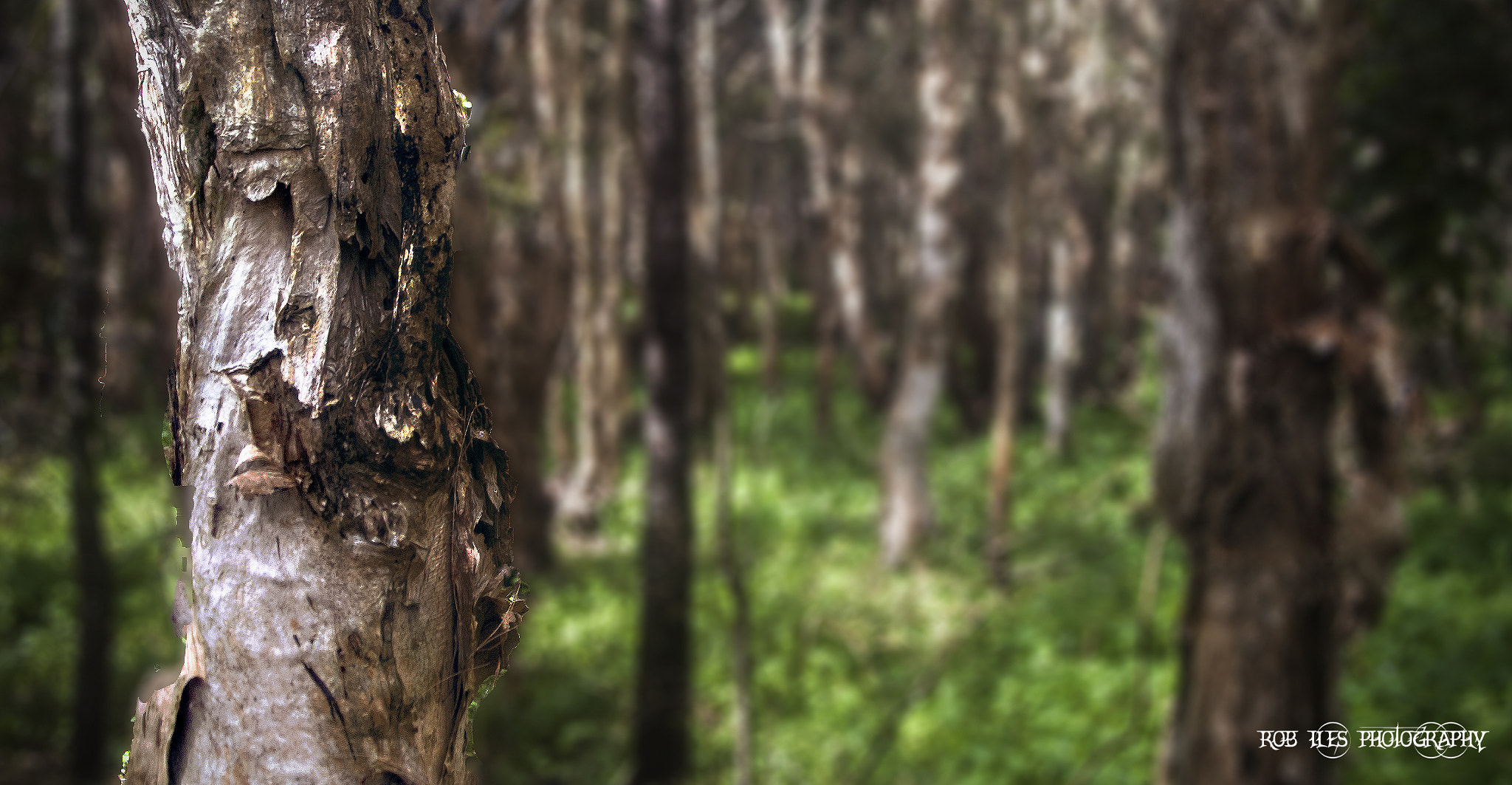 Pentax *ist DL sample photo. Focused tree photography