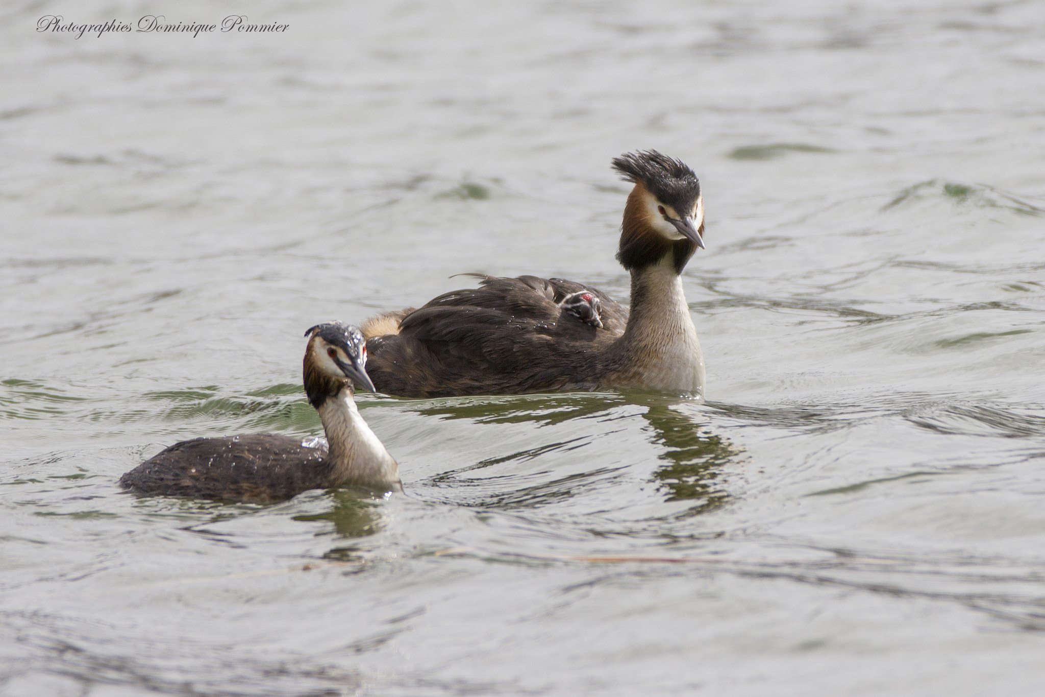 Canon EF 70-200mm F2.8L IS II USM sample photo. On the lake photography
