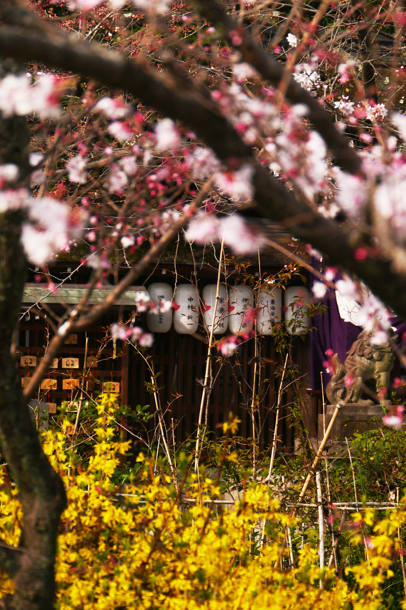 Panasonic Lumix DMC-GX1 + Panasonic Lumix G Vario HD 14-140mm F4-5.8 OIS sample photo. Spring in kyoto photography