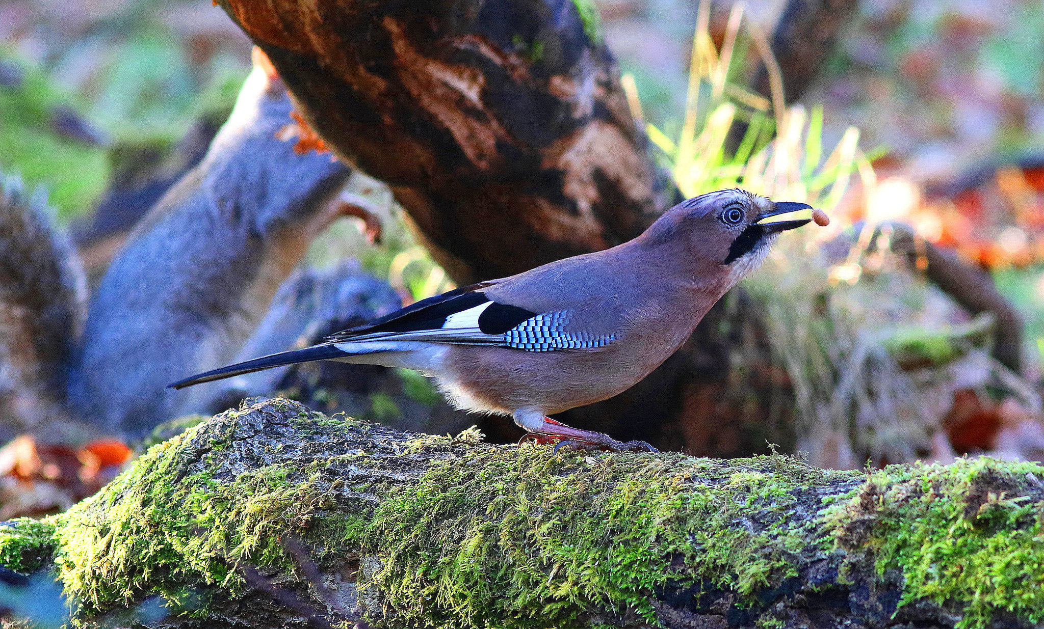 Canon EF 300mm F4L IS USM sample photo. Jay juggling peanut photography