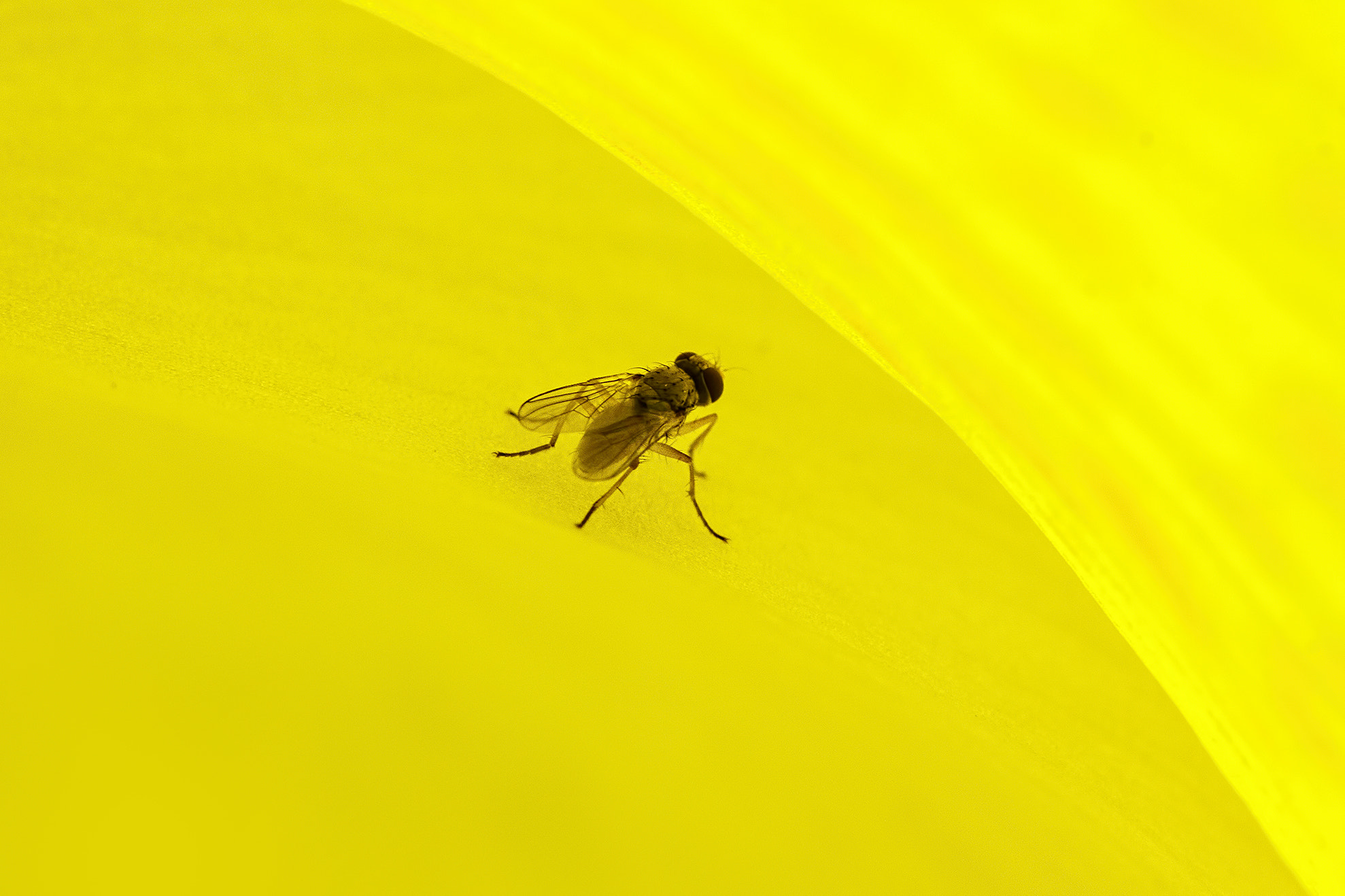 Sigma 105mm F2.8 EX DG OS HSM sample photo. Deep in yellow photography