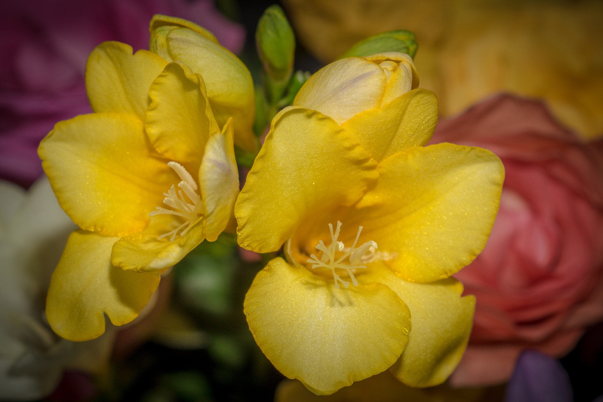 Sony DT 30mm F2.8 Macro SAM sample photo. Freesia yellow photography