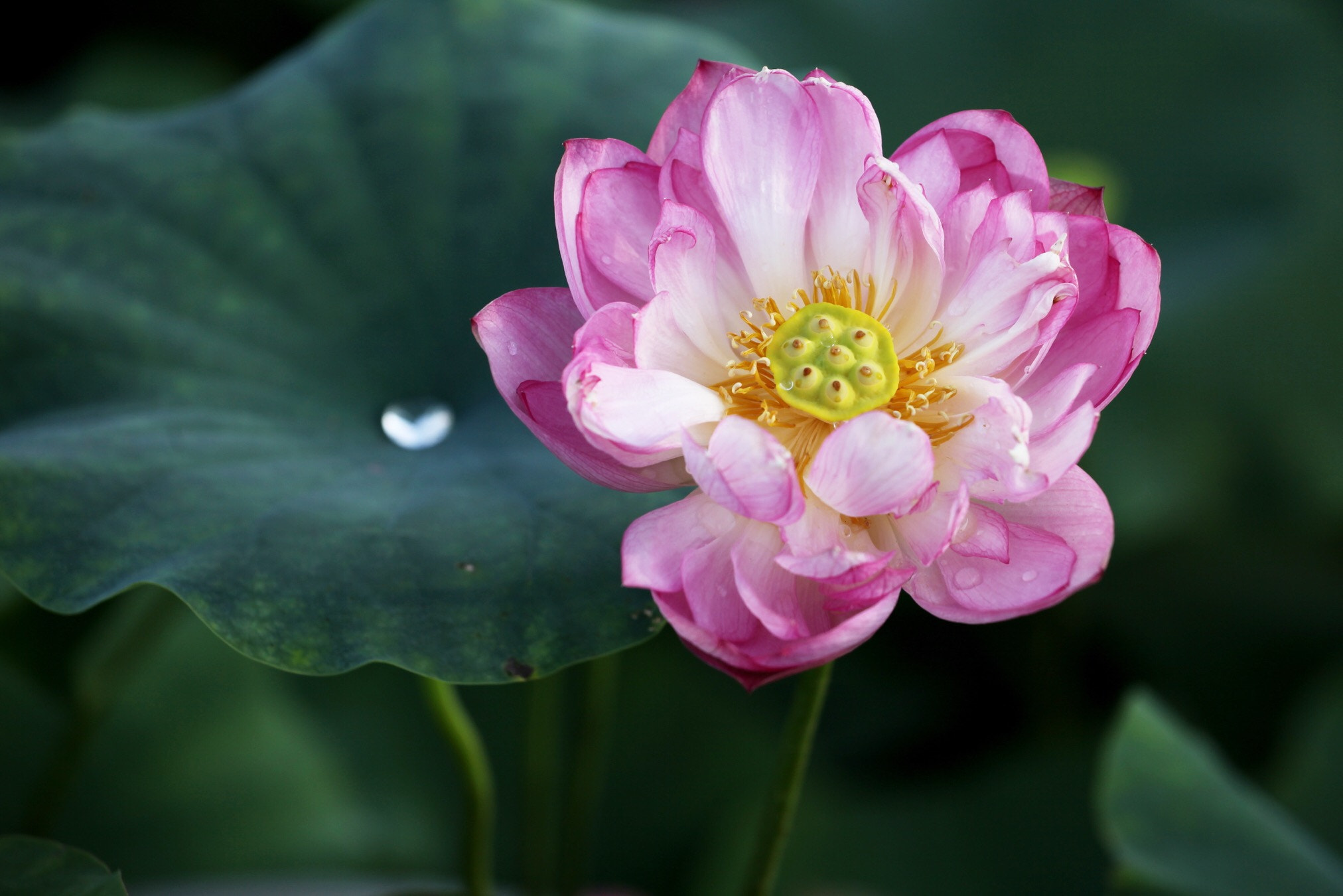Canon EF 70-200mm F4L USM sample photo. Lotus photography