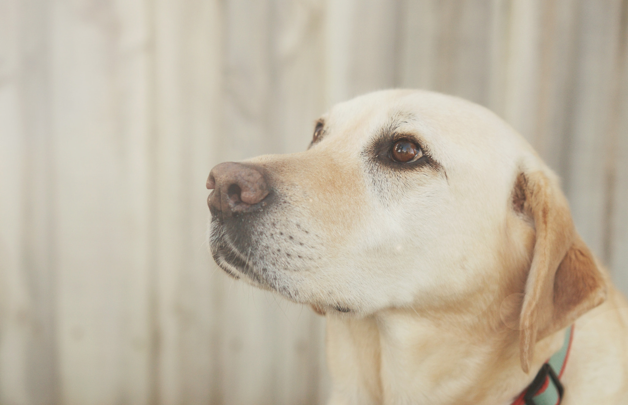 Sigma 18-35mm f/1.8 DC HSM sample photo. || the love in her eyes || photography