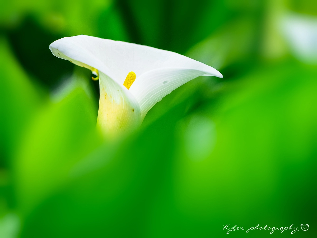 Sigma 150mm F2.8 EX DG Macro HSM sample photo. 海芋 photography